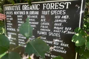Innovative Organic Forest